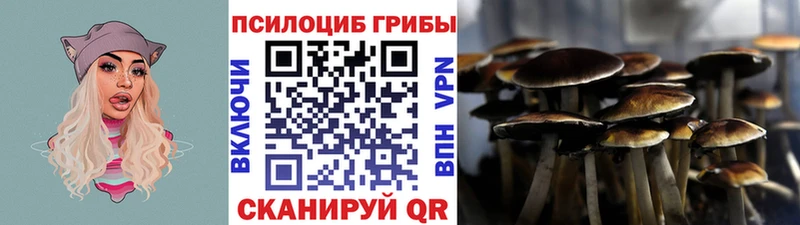 Купить  Георгиевск  Псилоцибиновые грибы Cubensis 